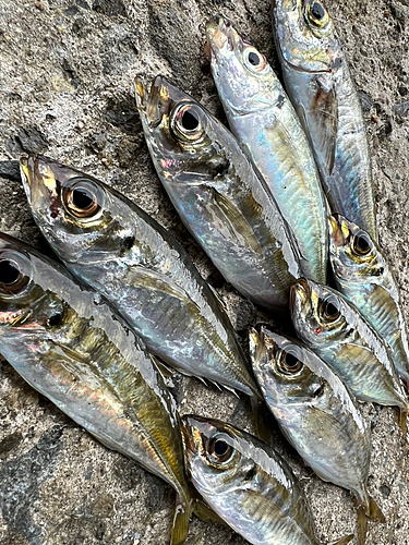 アジの釣果