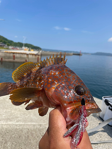 ハタの釣果