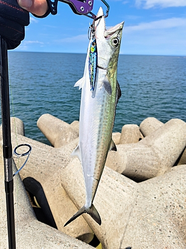 サゴシの釣果