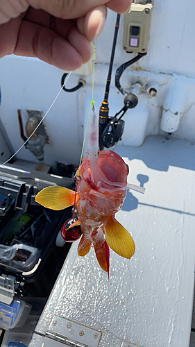 アカハタの釣果