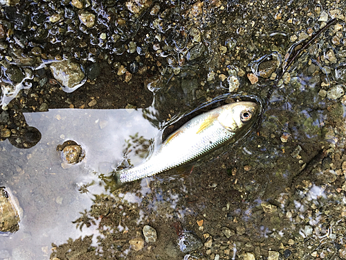 カワムツの釣果