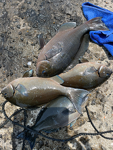 グレの釣果