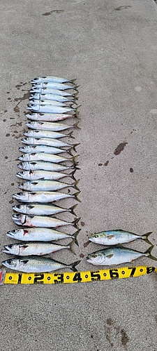 サバの釣果