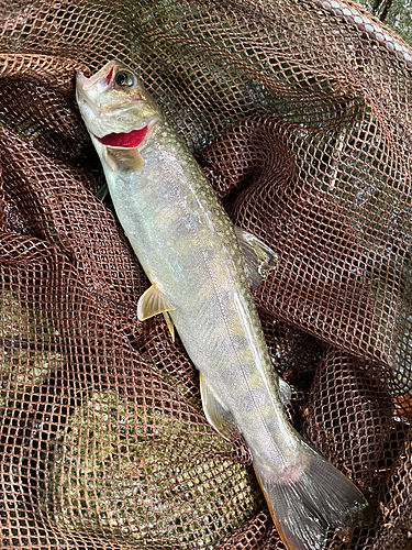 イワナの釣果