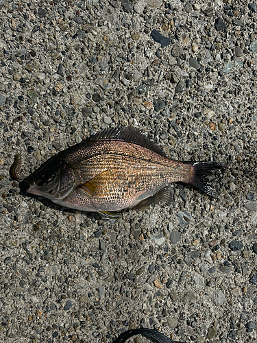 ウミタナゴの釣果