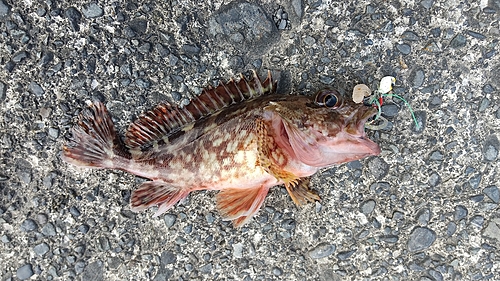 カサゴの釣果