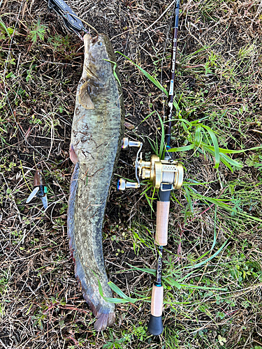 ニホンナマズの釣果