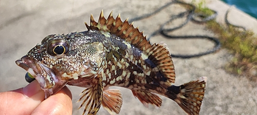 カサゴの釣果