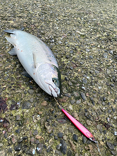 サクラマスの釣果