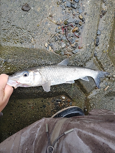 ニゴイの釣果