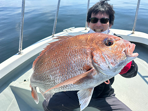 マダイの釣果