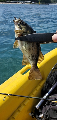 クロメバルの釣果