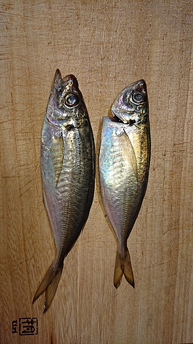 アジの釣果