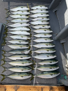 ハマチの釣果