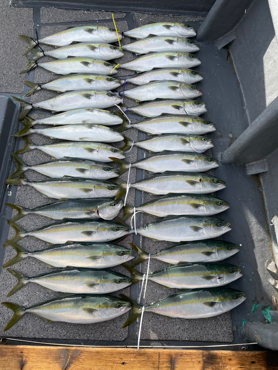 ずっと釣りしてたい🎣さんの釣果 1枚目の画像