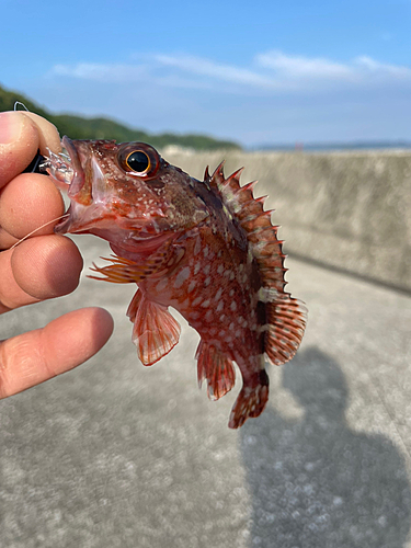 カサゴの釣果