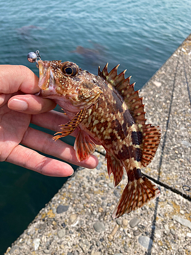 カサゴの釣果