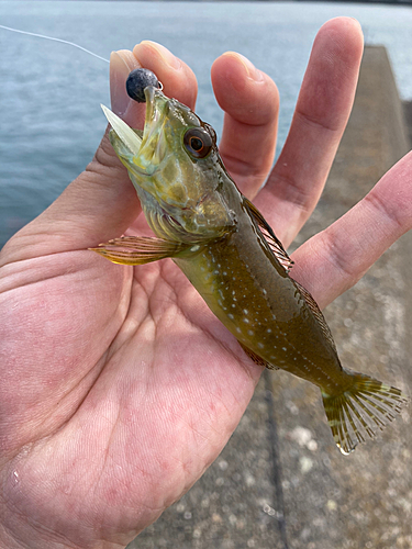 アナハゼの釣果