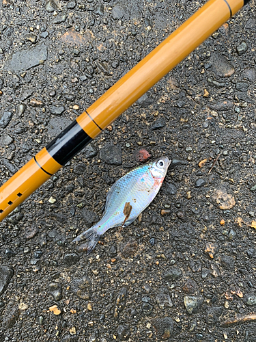 タナゴの釣果