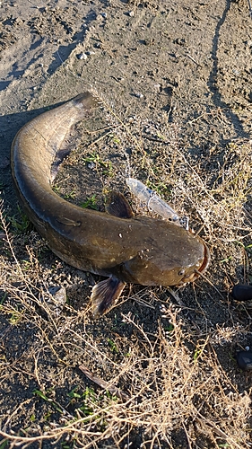 マナマズの釣果