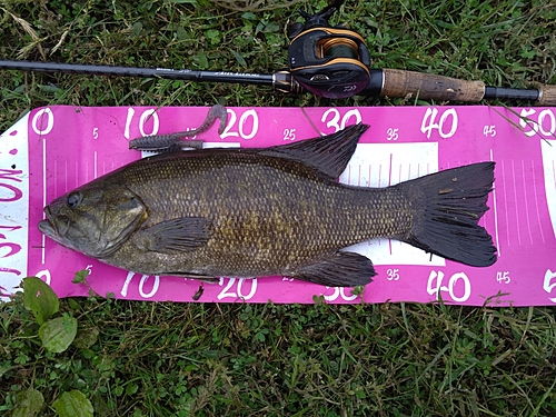 スモールマウスバスの釣果