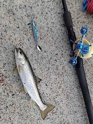 アメマスの釣果