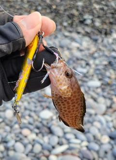 オオモンハタの釣果