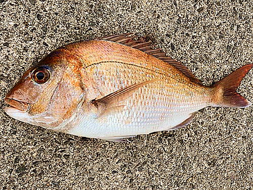 マダイの釣果