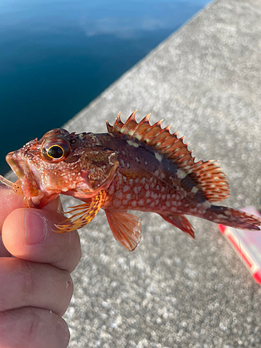 カサゴの釣果