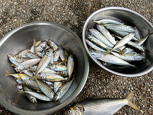 アジの釣果