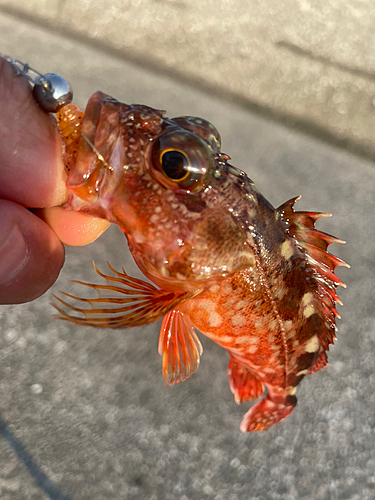 カサゴの釣果