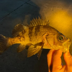 シロメバルの釣果