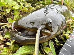 ナマズの釣果