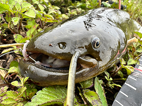 ナマズの釣果