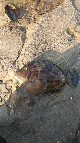 カワハギの釣果