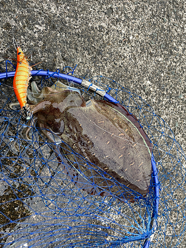 モンゴウイカの釣果