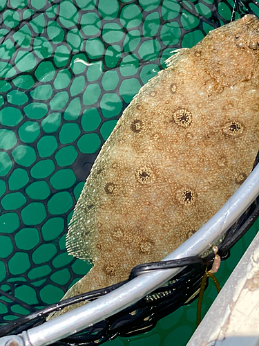 カレイの釣果