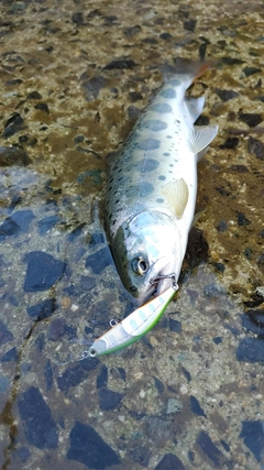 アマゴの釣果