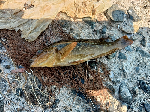 アイナメの釣果