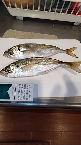 アジの釣果