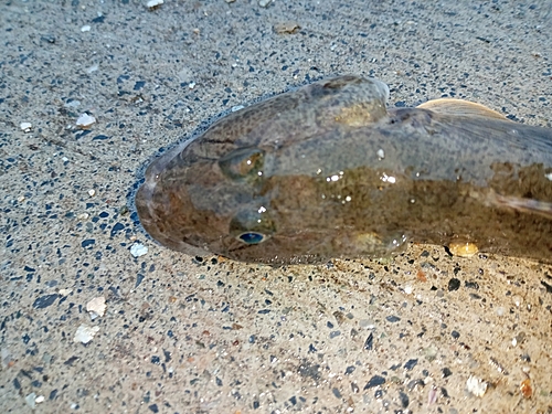 マハゼの釣果