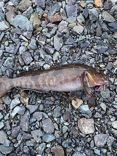 アイナメの釣果