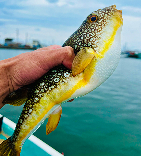 コモンフグの釣果