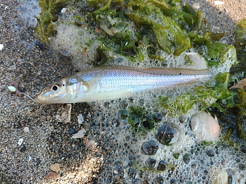 キスの釣果