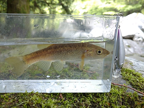 タカハヤの釣果