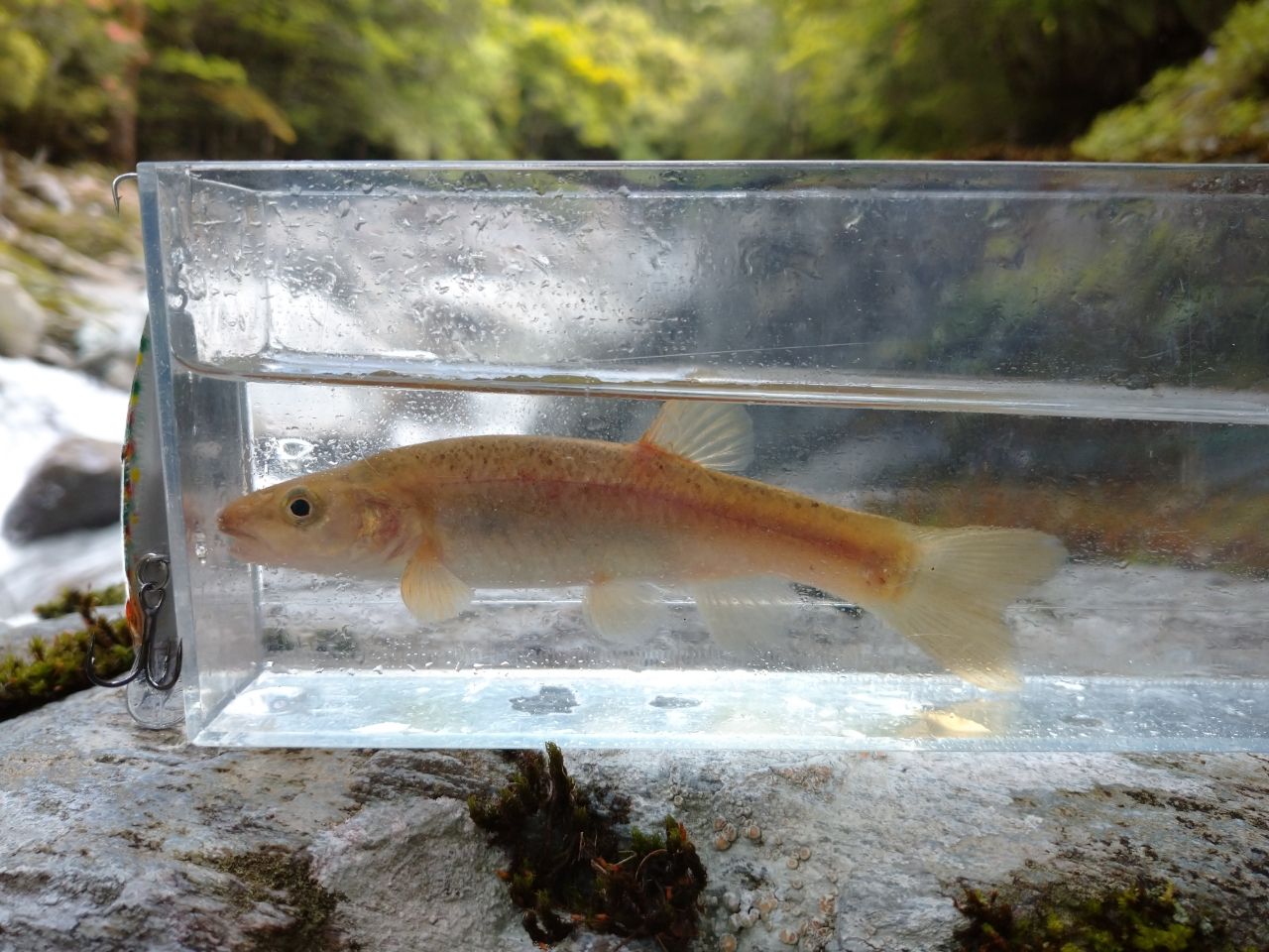 タカハヤ