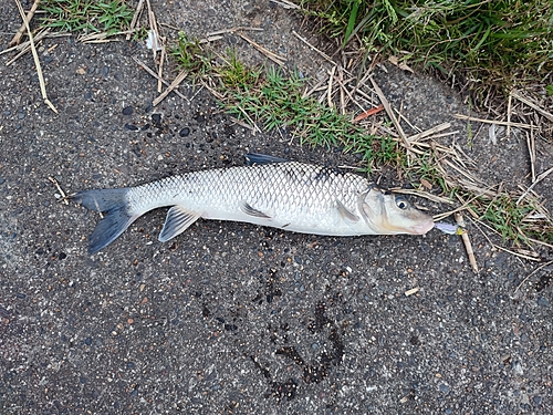 ニゴイの釣果