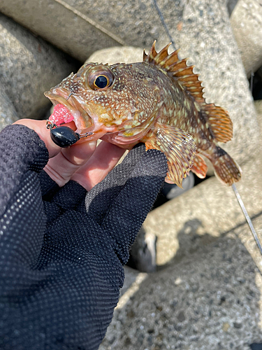 カサゴの釣果