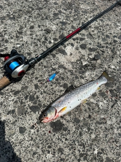 アメマスの釣果