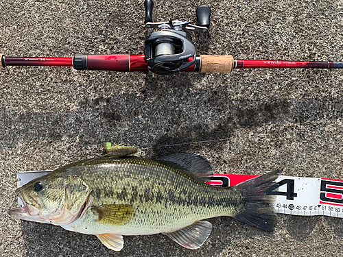 ブラックバスの釣果